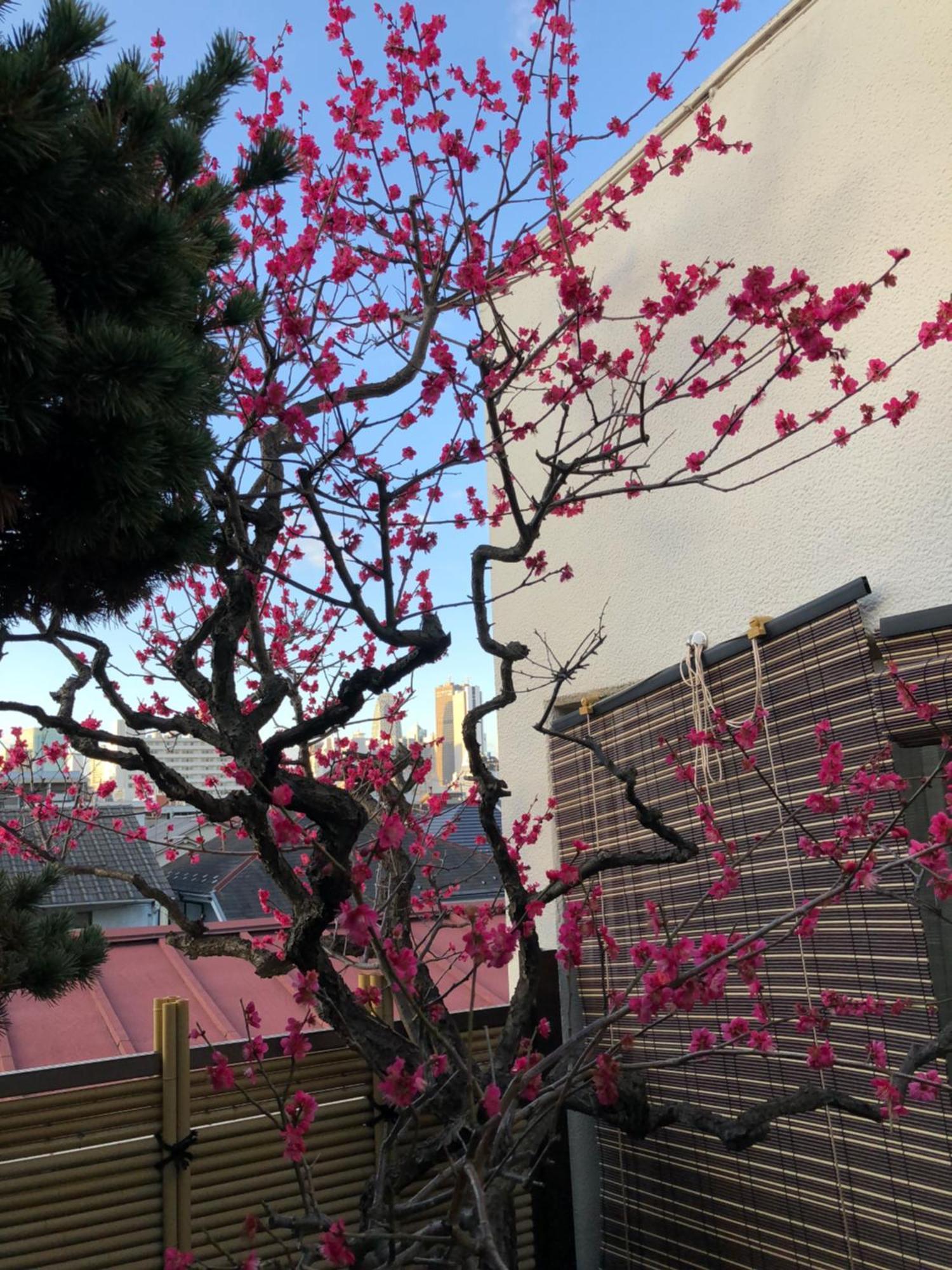 Shinjuku Shin-Okubo Japanese Style Inn Tokyo Ngoại thất bức ảnh